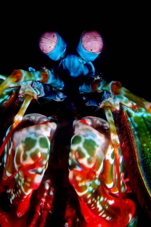 Peacock Mantis Shrimp Close-up